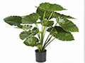 plantas de interior