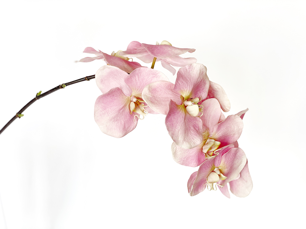 Orquídea rosa – Los detalles de Sonia Mompó